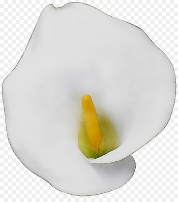 Yellow Arum Lilies -  