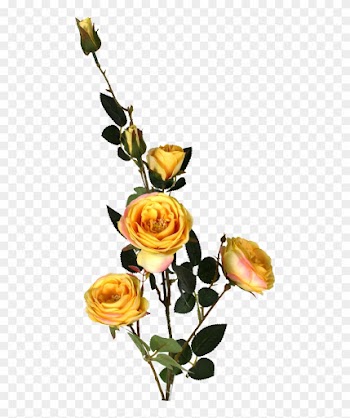 Yellow Austin Rose Spray 33in - Rose