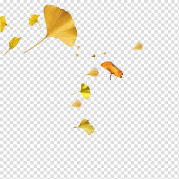 Yellow Autumn Leaf, Autumn ginkgo leaves transparent background PNG clipart