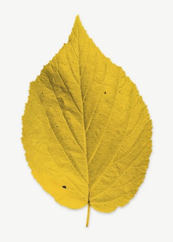 Yellow autumn leaf collage element | Free PSD - rawpixel