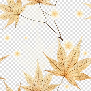 Yellow autumn leaves transparent background PNG clipart