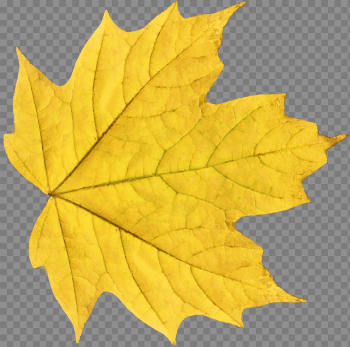 Yellow Autumn Png Leaf