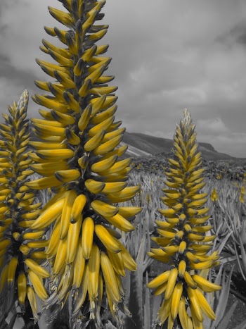 Yellow Banana Selective Color