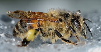 Yellow Bee