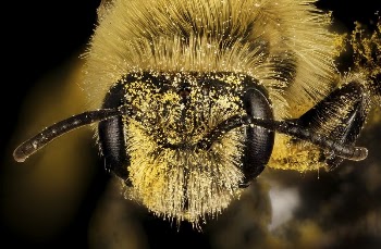 Yellow bee face with pollen. | Free Photo - rawpixel