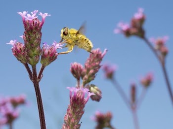 yellow bee on pink petaled flower