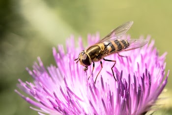 Yellow Bee Perching on Pink Flower