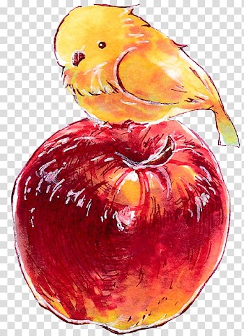 Yellow bird on apple fruit transparent background PNG clipart