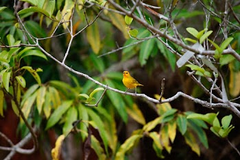 Yellow Bird On Tree Branch