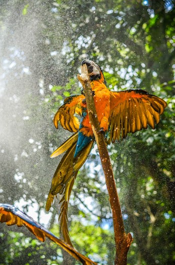 Yellow Bird Perched on Twig