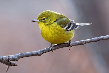 yellow bird standing on top of gray tree branch
