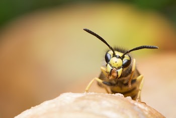 Yellow Black Bee on Brown Branch