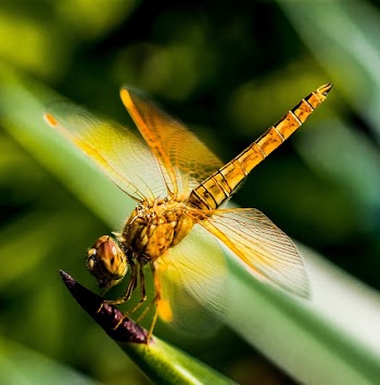 Yellow Black Dragon Fly on Green Leaf Plant