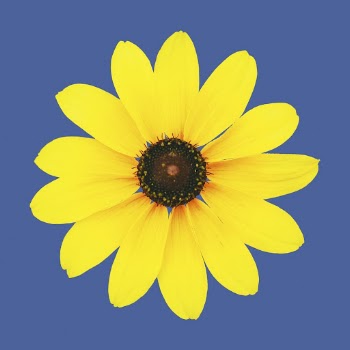 Yellow black-eyed susan, flower clipart | Free PSD - rawpixel