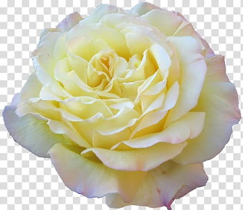 Yellow blooming rose transparent background PNG clipart