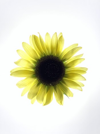 Yellow Blooming Sunflower