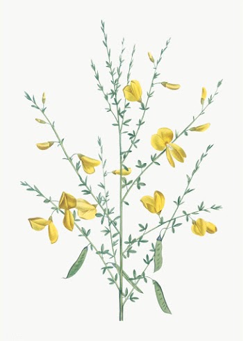 Yellow broom flowers | Free stock vector - 573977