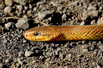 Yellow Brown Snake on Ground
