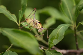 Yellow Bug