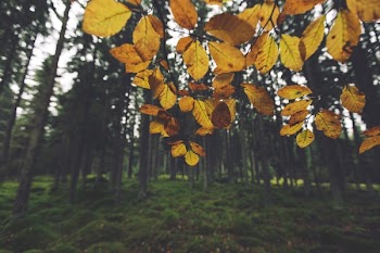          Yellow Bush in Autumn Free Photo     