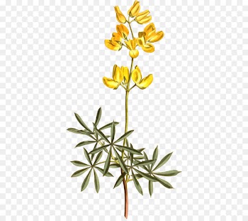 Yellow bush lupine Legumes Clip art Lupinus excubitus Openclipart - botanical flag 