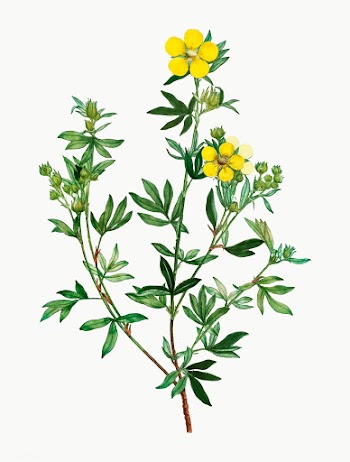Yellow buttercup flowers | Free stock vector - 567920