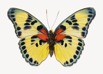 Yellow butterfly, animal isolated design | Free Photo - rawpixel