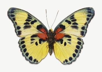 Yellow butterfly  collage element | Free PSD - rawpixel