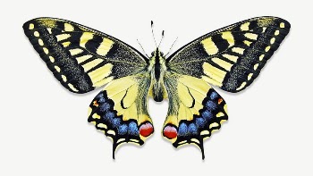 Yellow butterfly collage element psd | Free PSD - rawpixel