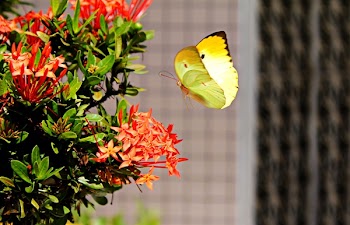 Yellow Butterfly Hovering over Red Ixora