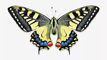 Yellow butterfly isolated design | Free Photo - rawpixel