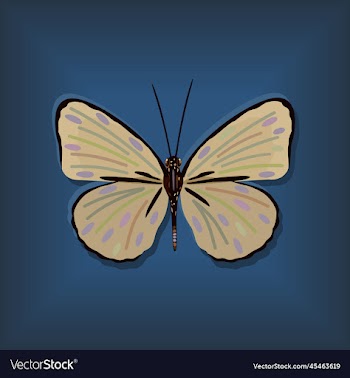 yellow butterfly on blue