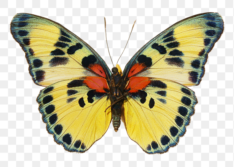 Yellow butterfly  png sticker, | Free PNG - rawpixel