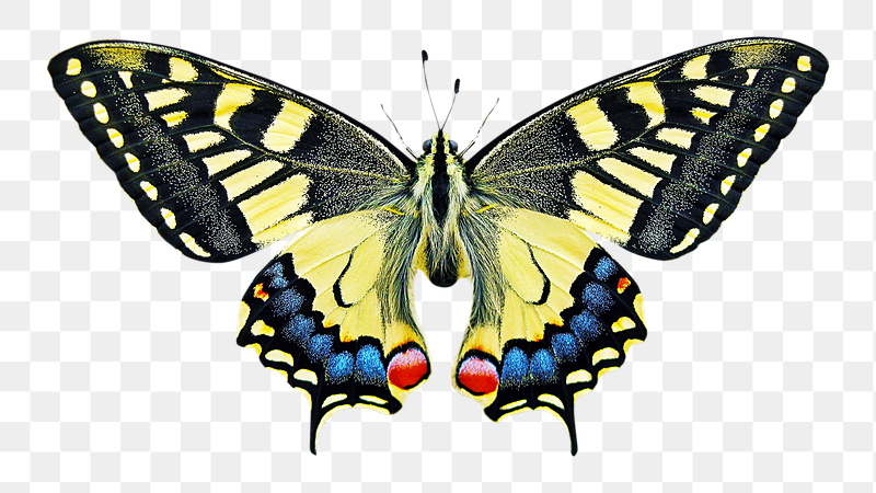 Yellow butterfly png sticker, transparent | Free PNG - rawpixel