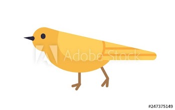 Yellow canary isolated on white background
