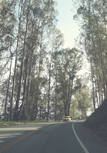 yellow car surrounded by trees during daytime
