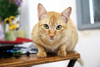 Yellow Cat on Table