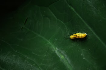 Yellow Caterpillar on Green Leaf