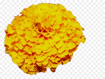 Yellow Chrysanthemum -  