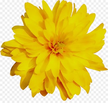 Yellow Chrysanthemum English marigold -  