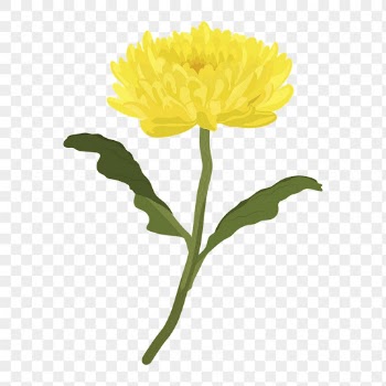 Yellow chrysanthemum png sticker, colorful | Free PNG - rawpixel