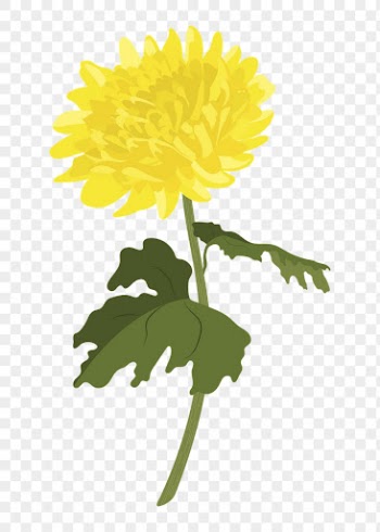 Yellow chrysanthemum png sticker, colorful | Free PNG - rawpixel