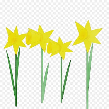 yellow clip art plant grass narcissus