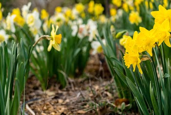 Yellow Cluster Petaled Flowers