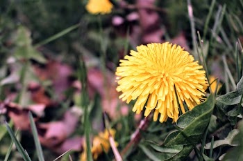 Yellow Clustered Petal Flower