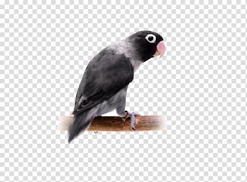 Yellow-collared lovebird Parrot Budgerigar , Black Parrot transparent background PNG clipart