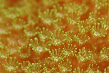 Yellow Coral Field