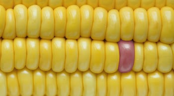 Yellow Corn