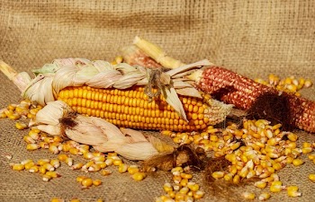 Yellow Corn