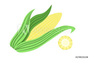 Yellow corn cob